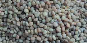 Guar Seed, Cluster Beans Seeds
