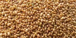 Lucerne, Grass Seeds