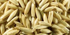 Oat Seeds