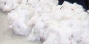 Raw Cotton