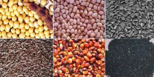 Oil Seeds