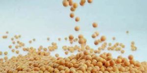 Soybean Seeds