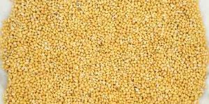 Foxtail Millet Seeds