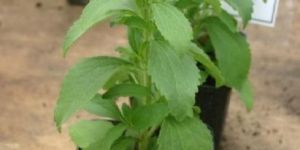 Stevia Plnat
