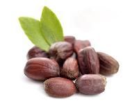 Jojoba Seeds