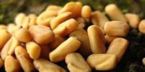 Fenugreek Seeds