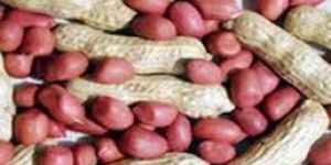 Shelled Groundnuts