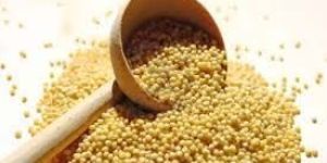 Yellow Millet Seeds