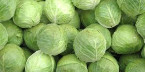 Fresh Cabbage