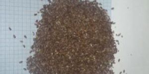 Flax Seed