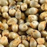 Pearl Millet Seeds