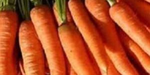 Fresh Carrot