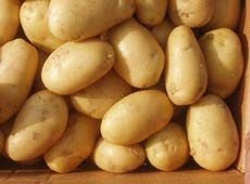 Fresh Potato