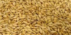 Barley