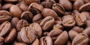 Robusta a Coffee Bean