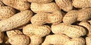 Shelled Groundnuts