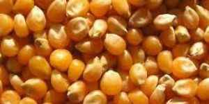 Maize Seeds