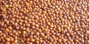 Red Gram (Toor Whole)