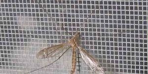 Mosquito Wire Mesh