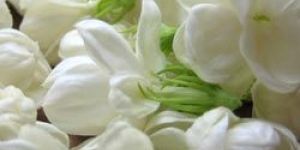 Fresh Jasmine Flower