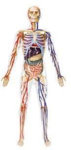 Human Anatomical Chart