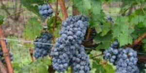 Vineyard Netting