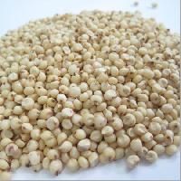 White Sorghum