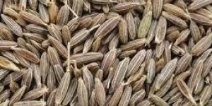 Indian Cumin Seeds