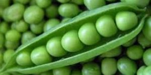 Fresh Green Peas
