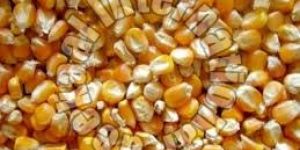 Yellow Maize Seeds