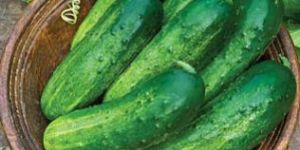 Fresh Cucumber