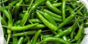 Fresh Green Chilli