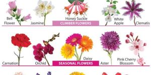 Krazy Flowers Chart