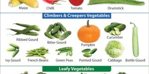 Krazy Vegetables Chart