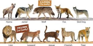 Krazy Wild Animals Chart