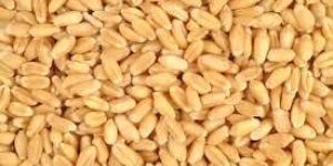 Wheat Seeds