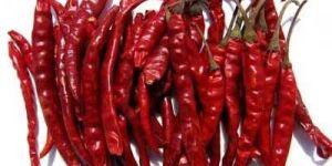 Dried Red Chili