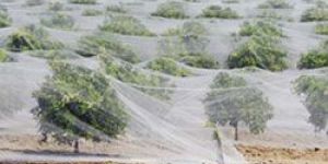 Citrus Netting