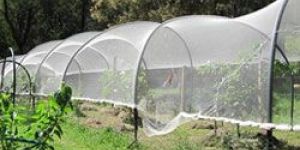 Fruit Tree Netting