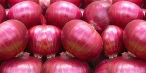 Fresh Red Onion
