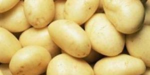Fresh Potato