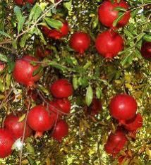 Pomegranate