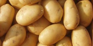 Fresh Potato
