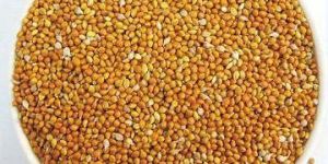 Sorghum Millet Seeds