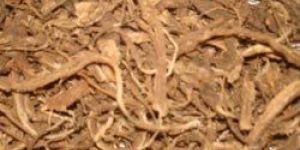 Coleus Forskohlii Extract