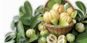 Garcinia Cambogia Extract