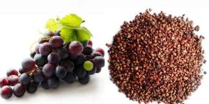 Grape Seed Extract