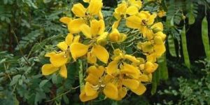 Senna Leaves Extract