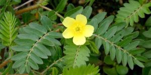 Tribulus Terrestris Extract