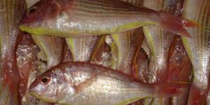 Fin Bream Fish